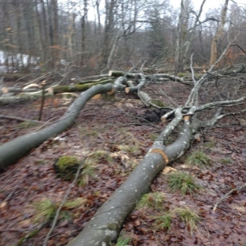 Fældede træer i skovområdet som en del af en kontrolleret skovbrugsproces.