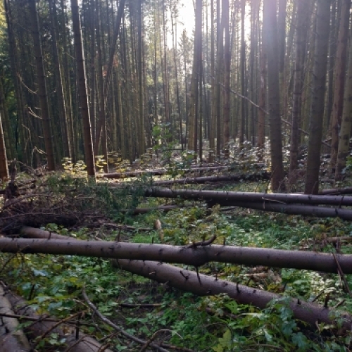 Naturligt skovlandskab, hvor bæredygtigt skovbrug foregår med respekt for naturen.